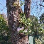 Dendrobium nobile Drugo