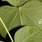 Jatropha curcas Ліст