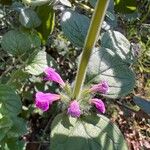 Clinopodium vulgareফুল