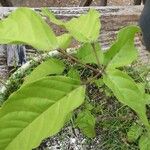 Handroanthus albus Fuelha