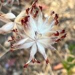 Anthyllis vulneraria Flor