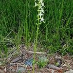 Platanthera bifolia Habit