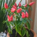 Capsicum baccatum Fruit