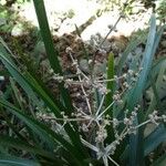 Lomandra insularis Fruchs