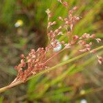 Juncus usitatus Lorea