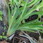 Juncus ensifolius Лист