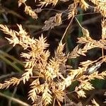 Puccinellia distans Blomst