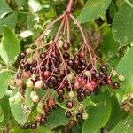 Sambucus nigra Fruit