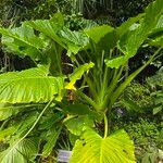 Alocasia macrorrhizos Blad