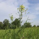 Thalictrum lucidum Ліст