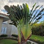 Ravenala madagascariensis Lehti