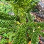 Araucaria araucana Blad