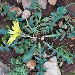 Taraxacum erythrospermum 叶