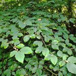 Hamamelis virginiana Leaf
