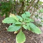 Iochroma cyaneum Blad