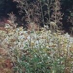 Talinum paniculatum Yeri