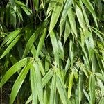 Pseudosasa japonica Лист