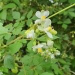 Cardiospermum grandiflorum Fleur