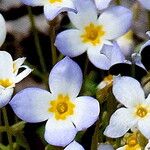 Houstonia caerulea Flower