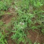 Cleome monophylla Hàbitat