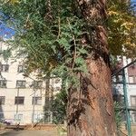 Sequoia sempervirens Leaf