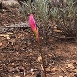 Zephyranthes fosteri Floro