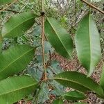 Syzygium guineense Folha