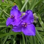 Tradescantia × andersoniana Flower