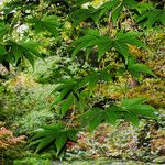 Acer campbellii Lapas