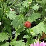 Tanacetum coccineum Blad