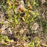 Helenium microcephalum Іншае