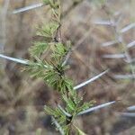 Acacia xanthophloea Лист