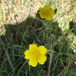Potentilla gracilis Flower