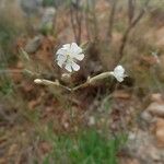 Silene italica फूल