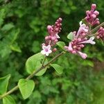 Syringa pubescens Blomma