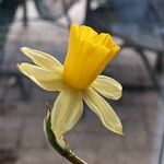 Narcissus pseudonarcissus Flower