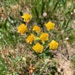 Bupleurum alpigenum 花