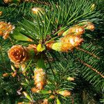 Pinus banksiana Hoja