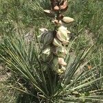 Yucca glauca പുഷ്പം