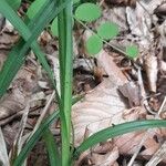 Carex sylvatica Blatt