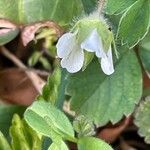 Potentilla sterilis Habitus