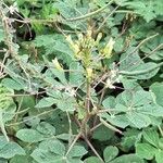 Cleome gynandraFlower