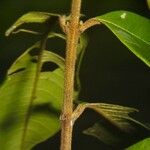 Vochysia ferruginea Bark