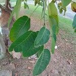 Ficus luschnathiana Hoja
