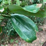 Cinnamomum iners Leaf