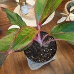 Aglaonema commutatum Liść