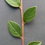 Cotoneaster franchetii List