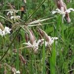 Silene nutansFlower