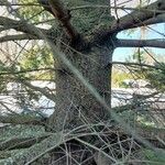 Pseudotsuga menziesii Kéreg/szár