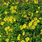 Oxalis pes-caprae फूल
